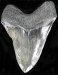 Beautiful Megalodon Tooth - Quality Serrations #22588-2